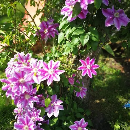 Rosenblick 公寓